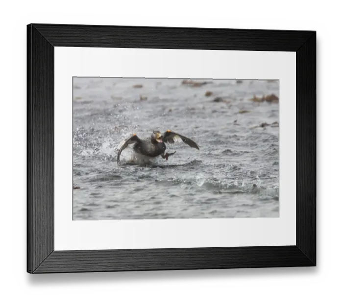 Framed Print : Falkland Flightless Steamerduck (Tachyeres brachypterus) immature male, steaming on water, Carcass Island, Falkland Islands, february Framed Print : Falkland Flightless Steamerduck (Tachyeres brachypterus) immature male, steaming on water, Carcass Island, Falkland Islands, february