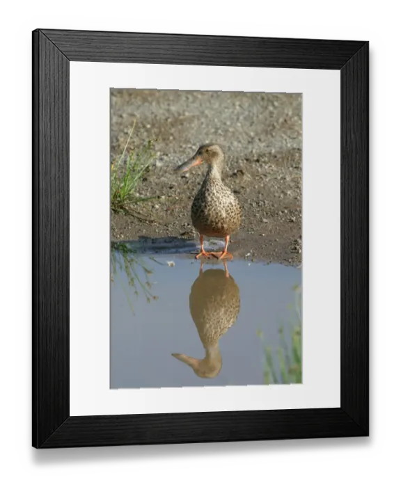 Framed Print : Northern Shoveler (Anas clypeata) adult female, standing at edge of water with reflection