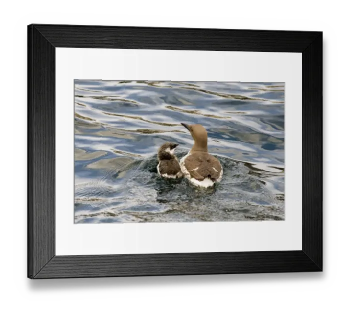 Framed Print : Common Guillemot (Uria aalge) adult with chick, swimming at sea, Farne Islands, Northumberland, England, july Framed Print : Common Guillemot (Uria aalge) adult with chick, swimming at sea, Farne Islands, Northumberland, England, july