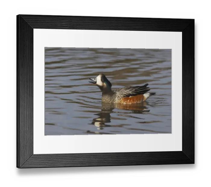 Framed Print : Chiloe Wigeon (Anas sibilatrix) adult male, calling on water, Slimbridge W. W. T. (captive) Framed Print : Chiloe Wigeon (Anas sibilatrix) adult male, calling on water, Slimbridge W. W. T. (captive)