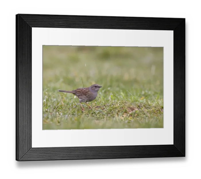 Framed Print : Dunnock (Prunella modularis) adult, standing on garden lawn, in falling snow, Bentley, Suffolk, England, april Framed Print : Dunnock (Prunella modularis) adult, standing on garden lawn, in falling snow, Bentley, Suffolk, England, april