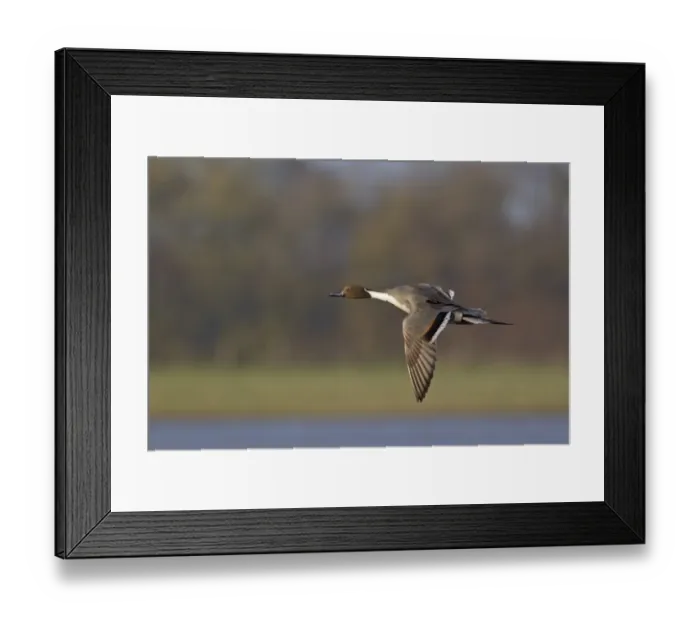 Framed Print : Northern Pintail (Anas acuta) adult male, in flight, Slimbridge, Gloucestershire, England, march Framed Print : Northern Pintail (Anas acuta) adult male, in flight, Slimbridge, Gloucestershire, England, march
