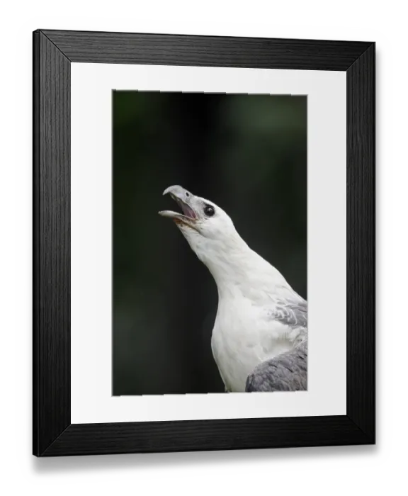 Framed Print : White-bellied Fish-eagle (Haliaeetus leucogaster) adult, calling, close-up of head and neck, Indonesia, march (captive)