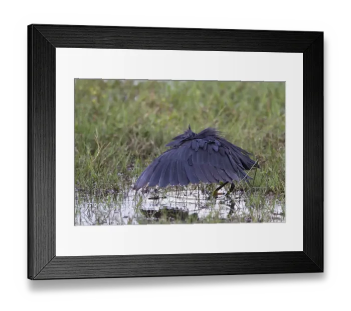 Framed Print : Black Heron (Egretta ardesiaca) adult, fishing in pool, using wings umbrella to shade water, Okavango Delta, Botswana Framed Print : Black Heron (Egretta ardesiaca) adult, fishing in pool, using wings umbrella to shade water, Okavango Delta, Botswana