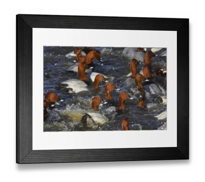 Framed Print : Common Pochard (Aythya ferina) adult males, flock in feeding frenzy on water, Welney W. W. T. Ouse Washes, Norfolk, England, winter Framed Print : Common Pochard (Aythya ferina) adult males, flock in feeding frenzy on water, Welney W. W. T. Ouse Washes, Norfolk, England, winter