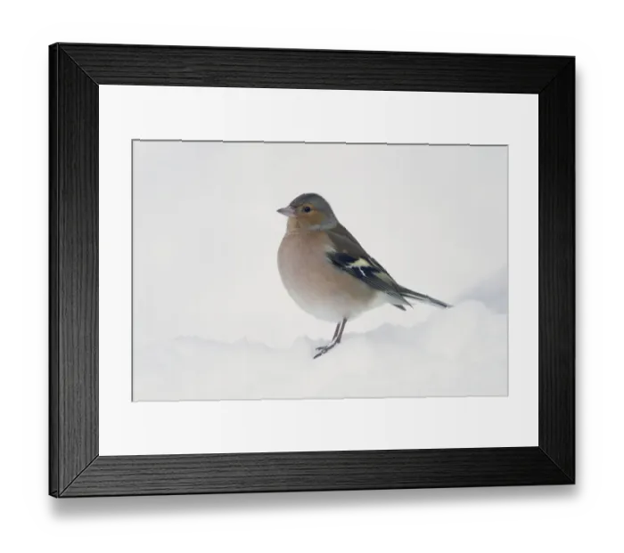 Framed Print : Chaffinch (Fringilla coelebs) adult male, standing in snow covered garden, Chirnside, Berwickshire, Scotland, december Framed Print : Chaffinch (Fringilla coelebs) adult male, standing in snow covered garden, Chirnside, Berwickshire, Scotland, december