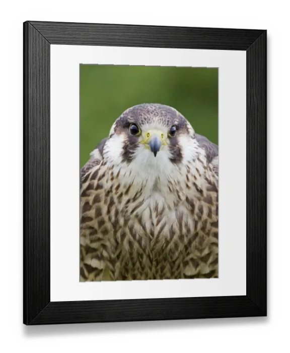 Framed Print : Peregrine Falcon (Falco peregrinus) juvenile, close-up of head and chest, july (captive) Framed Print : Peregrine Falcon (Falco peregrinus) juvenile, close-up of head and chest, july (captive)