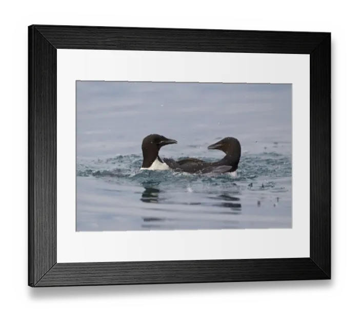 Framed Print : Brunnich's Guillemot (Uria lomvia) two adults, summer plumage, fighting in sea, Spitzbergen, Svalbard, july