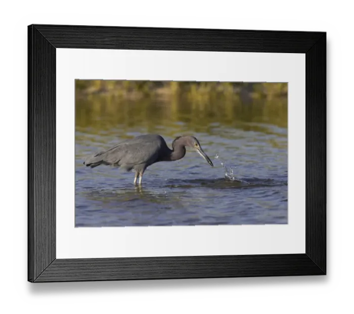 Framed Print : Little Blue Heron (Egretta caerulea) adult, feeding, with fish in beak, standing in shallow water, Marco Island, Florida, U. S. A Framed Print : Little Blue Heron (Egretta caerulea) adult, feeding, with fish in beak, standing in shallow water, Marco Island, Florida, U. S. A