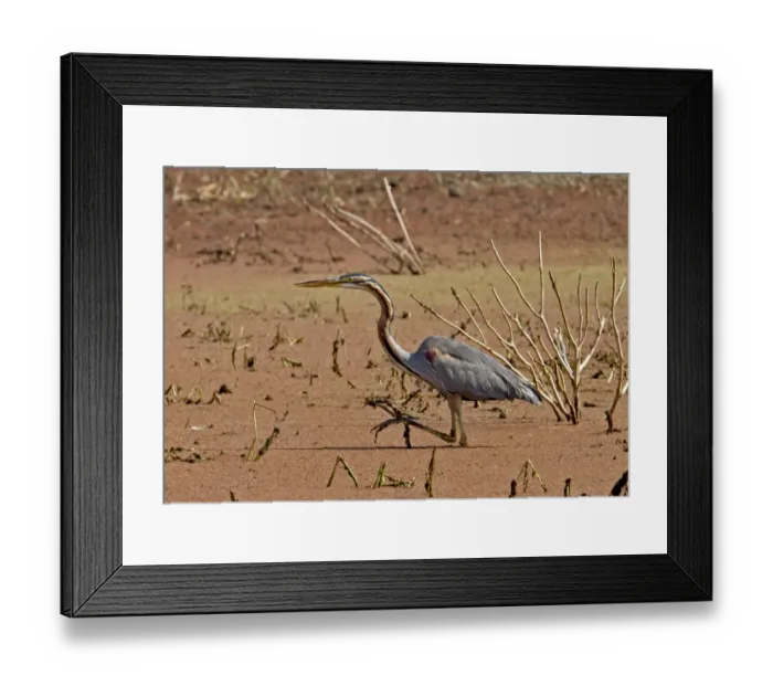 Framed Print : Purple Heron (Ardea purpurea) adult, wading in water, Northern India, january Framed Print : Purple Heron (Ardea purpurea) adult, wading in water, Northern India, january