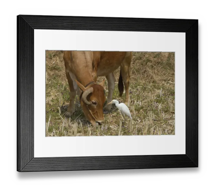 Framed Print : Cattle Egret (Bubulcus ibis) adult, foraging beside domestic cow, India, february Framed Print : Cattle Egret (Bubulcus ibis) adult, foraging beside domestic cow, India, february