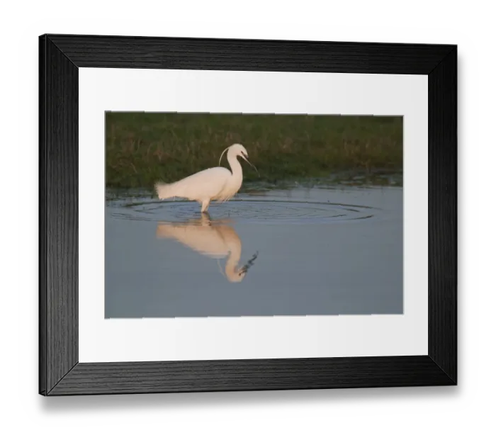 Framed Print : Little Egret (Egretta garzetta) adult, standing in shallows at sunset, North Kent Marshes, Isle of Sheppey, Kent, England, february Framed Print : Little Egret (Egretta garzetta) adult, standing in shallows at sunset, North Kent Marshes, Isle of Sheppey, Kent, England, february