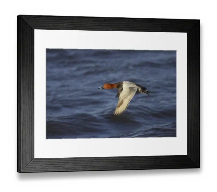 Framed Print : Common Pochard (Aythya ferina) adult male, in flight over water, Ouse Washes, Norfolk, England, winter Framed Print : Common Pochard (Aythya ferina) adult male, in flight over water, Ouse Washes, Norfolk, England, winter