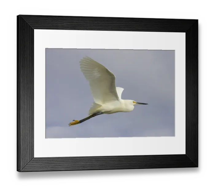 Framed Print : Snowy Egret (Egretta thula) adult, in flight, Sanibel Island, Florida, U. S. A Framed Print : Snowy Egret (Egretta thula) adult, in flight, Sanibel Island, Florida, U. S. A