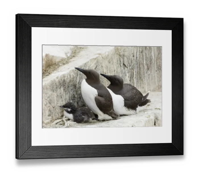 Framed Print : Common Guillemot (Uria aalge) adult pair with chick, at breeding colony, Inner Farne, Farne Islands, Northumberland, England, summer Framed Print : Common Guillemot (Uria aalge) adult pair with chick, at breeding colony, Inner Farne, Farne Islands, Northumberland, England, summer