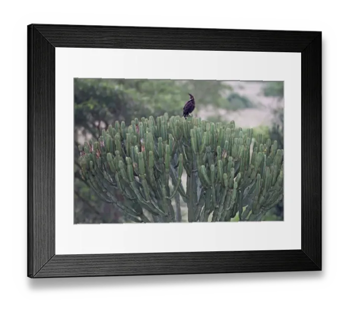 Framed Print : Long-crested Eagle (Lophaetus occipitalis) adult, perched on euphorbia, Queen Elizabeth N. P. Uganda Framed Print : Long-crested Eagle (Lophaetus occipitalis) adult, perched on euphorbia, Queen Elizabeth N. P. Uganda