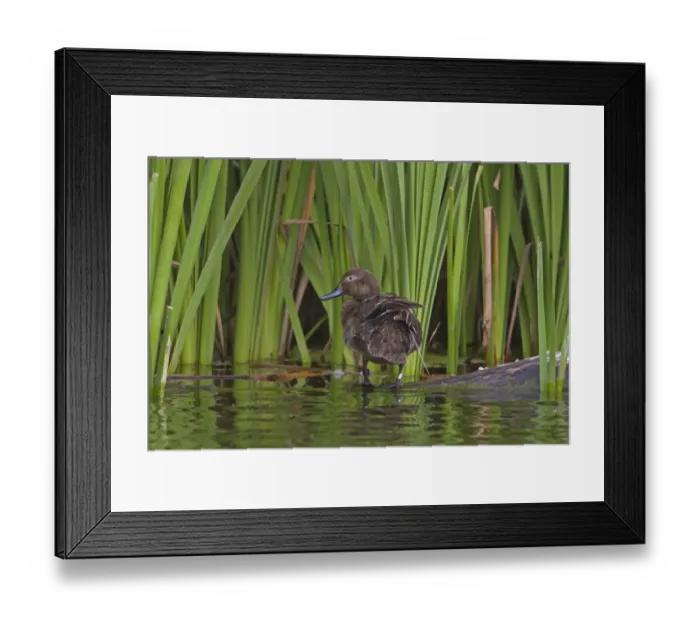 Framed Print : Brown Teal (Anas chlorotis) adult, ringed and with radio telemetry aerial visible, standing on submerged log, New Zealand, november Framed Print : Brown Teal (Anas chlorotis) adult, ringed and with radio telemetry aerial visible, standing on submerged log, New Zealand, november