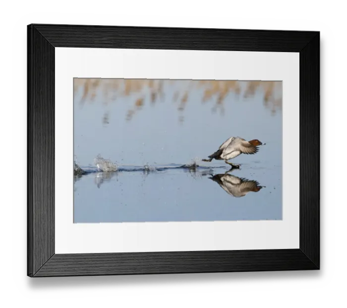 Framed Print : Common Pochard (Aythya ferina) adult male, taking off from water, Norfolk, England, april