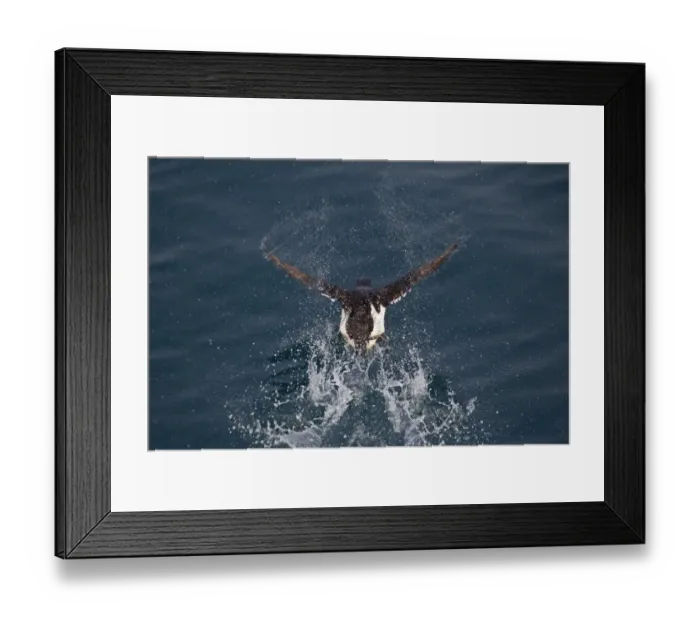 Framed Print : Brunnich's Guillemot (Uria lomvia) adult, summer plumage, taking off from sea, Spitzbergen, Svalbard, july Framed Print : Brunnich's Guillemot (Uria lomvia) adult, summer plumage, taking off from sea, Spitzbergen, Svalbard, july