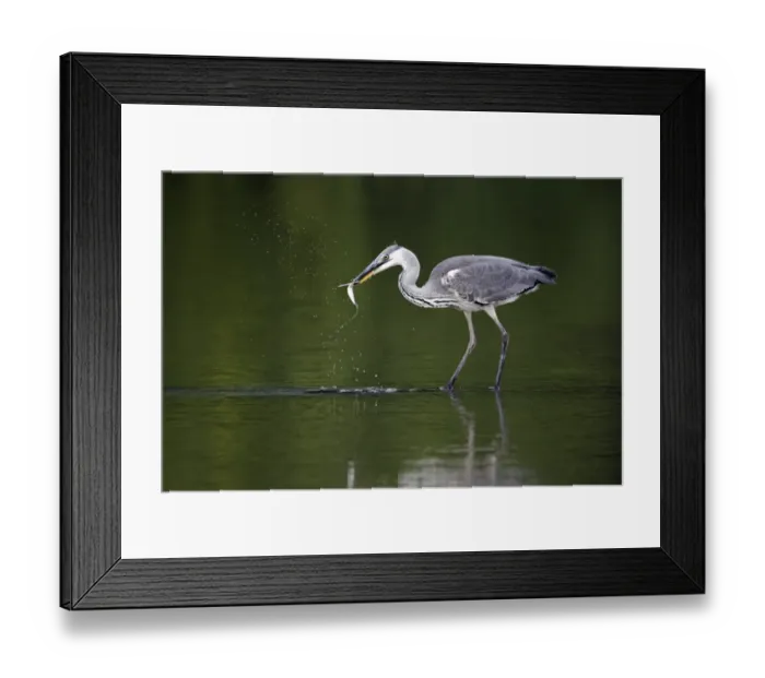Framed Print : Grey Heron (Ardea cinerea) juvenile, feeding on fish prey, standing in water, Midlands, England, july Framed Print : Grey Heron (Ardea cinerea) juvenile, feeding on fish prey, standing in water, Midlands, England, july