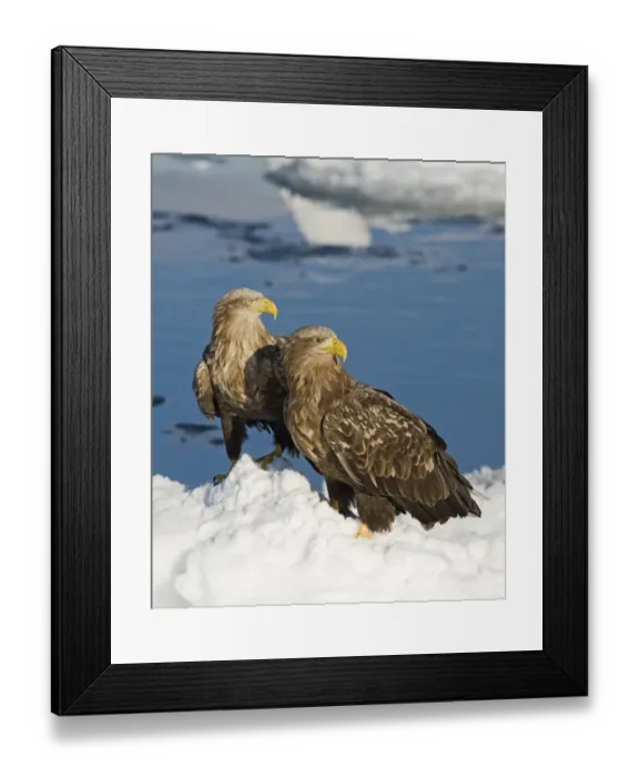 Framed Print : White-tailed Eagle (Haliaeetus albicilla) two adults, standing on sea ice, Nemuro Channel, Hokkaido, Japan, winter Framed Print : White-tailed Eagle (Haliaeetus albicilla) two adults, standing on sea ice, Nemuro Channel, Hokkaido, Japan, winter