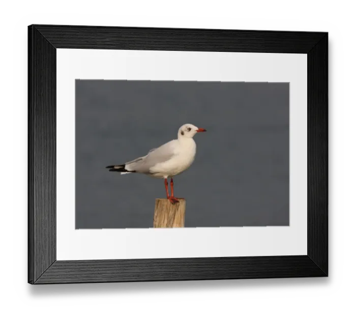 Framed Print : Brown-headed Gull (Larus brunnicephalus) adult, winter plumage, standing on post, Thailand, february Framed Print : Brown-headed Gull (Larus brunnicephalus) adult, winter plumage, standing on post, Thailand, february