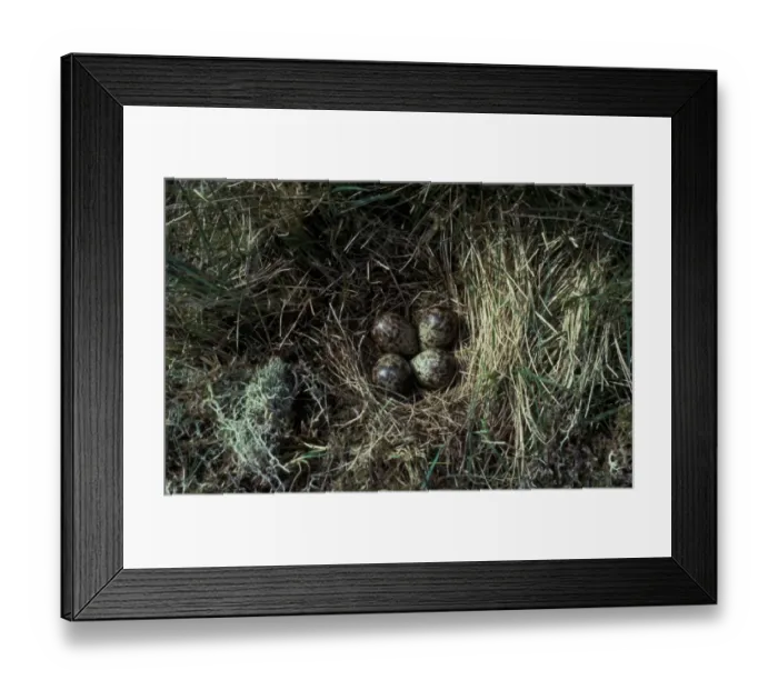 Framed Print : Dunlin (Calidris alpina) Nest and four Eggs Framed Print : Dunlin (Calidris alpina) Nest and four Eggs