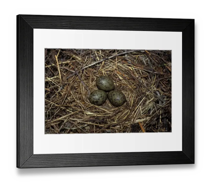 Framed Print : Black-headed Gull (Larus ridibundus) three eggs in nest Framed Print : Black-headed Gull (Larus ridibundus) three eggs in nest