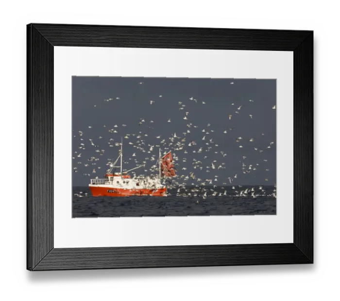 Framed Print : Herring Gull (Larus argentatus) flock, following fishing trawler at sea, Varanger Fjord, Northern Norway, march Framed Print : Herring Gull (Larus argentatus) flock, following fishing trawler at sea, Varanger Fjord, Northern Norway, march