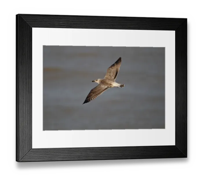 Framed Print : Great Black-backed Gull (Larus marinus) immature, second winter plumage, in flight over sea, Horsey, Norfolk, England, december Framed Print : Great Black-backed Gull (Larus marinus) immature, second winter plumage, in flight over sea, Horsey, Norfolk, England, december