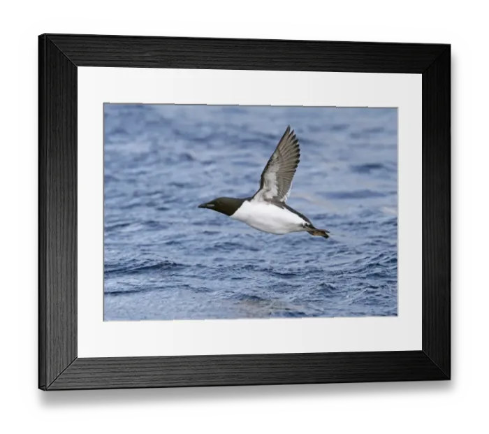 Framed Print : Brunnich's Guillemot (Uria lomvia) adult, breeding plumage, in flight over sea, Northern Norway, march Framed Print : Brunnich's Guillemot (Uria lomvia) adult, breeding plumage, in flight over sea, Northern Norway, march