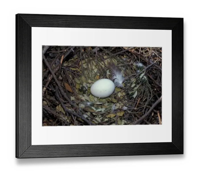 Framed Print : Short-toed Eagle (Circaetus gallicus) egg in nest Framed Print : Short-toed Eagle (Circaetus gallicus) egg in nest