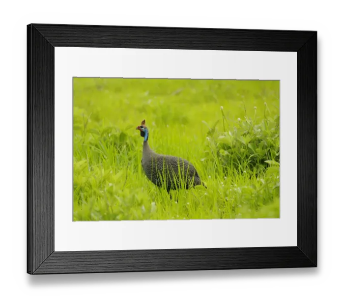 Framed Print : Helmeted Guineafowl (Numida meleagris) adult, walking amongst grass, Ruaha N. P. Tanzania Framed Print : Helmeted Guineafowl (Numida meleagris) adult, walking amongst grass, Ruaha N. P. Tanzania