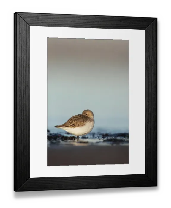 Framed Print : Dunlin (Calidris alpina) adult, winter plumage, roosting on beach, Lothian, Scotland, january Framed Print : Dunlin (Calidris alpina) adult, winter plumage, roosting on beach, Lothian, Scotland, january