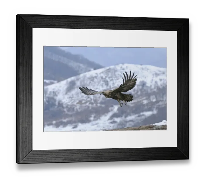 Framed Print : Golden Eagle (Aquila chrysaetos) adult, in flight over snow covered mountain, Carpathian Mountains, Bulgaria, winter