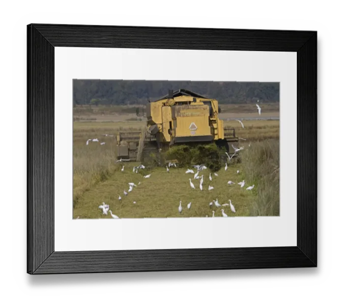 Framed Print : Cattle Egret (Bubulcus ibis) flock, feeding, following combine harvester harvesting rice crop, Extremadura, Spain, september Framed Print : Cattle Egret (Bubulcus ibis) flock, feeding, following combine harvester harvesting rice crop, Extremadura, Spain, september