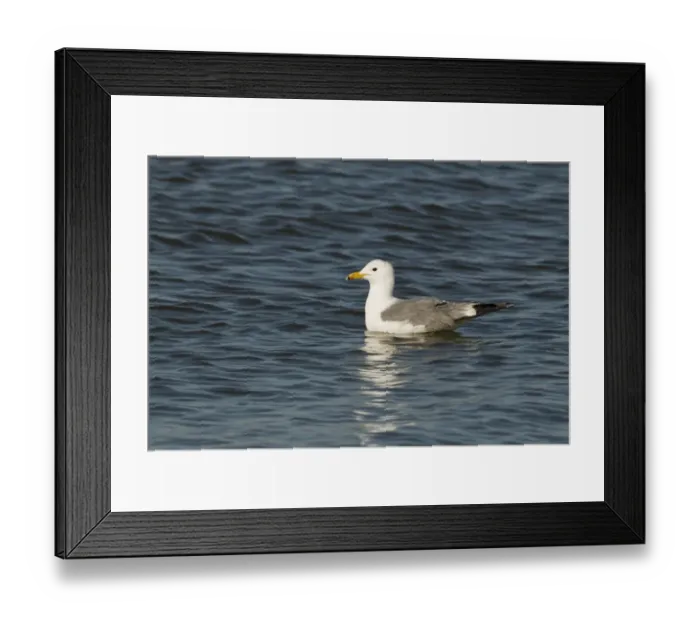 Framed Print : California Gull (Larus californicus) adult, summer plumage, swimming on saline lake, Salton Sea, California, U. S. A. april
