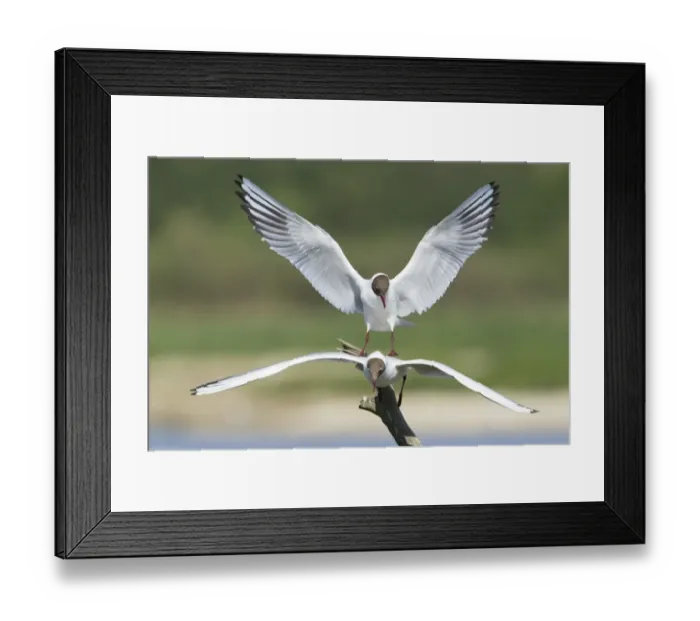 Framed Print : Black-headed Gull (Larus ridibundus) adult pair, in flight, after unsuccessful attempt at mating, Minsmere RSPB Reserve, Suffolk, England, may Framed Print : Black-headed Gull (Larus ridibundus) adult pair, in flight, after unsuccessful attempt at mating, Minsmere RSPB Reserve, Suffolk, England, may