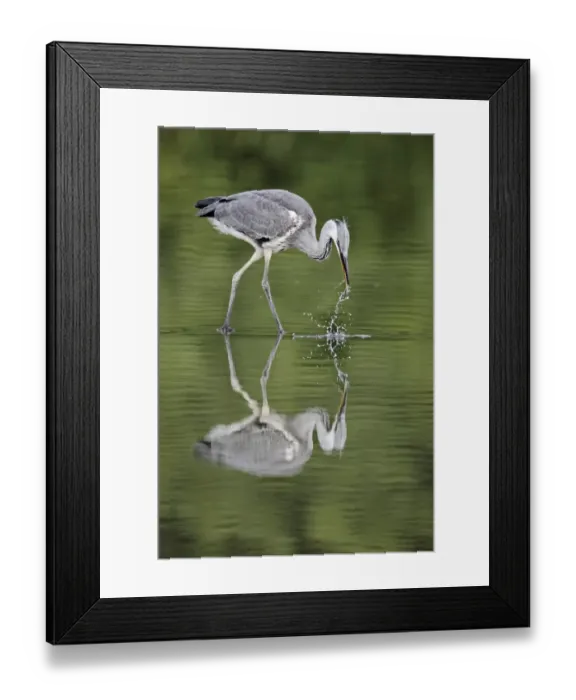 Framed Print : Grey Heron (Ardea cinerea) juvenile, fishing, standing in water with reflection, Midlands, England, july Framed Print : Grey Heron (Ardea cinerea) juvenile, fishing, standing in water with reflection, Midlands, England, july