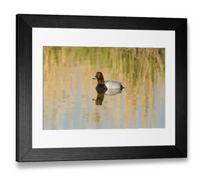 Framed Print : Common Pochard (Aythya ferina) adult male, swimming, Cley, Norfolk, England, april Framed Print : Common Pochard (Aythya ferina) adult male, swimming, Cley, Norfolk, England, april