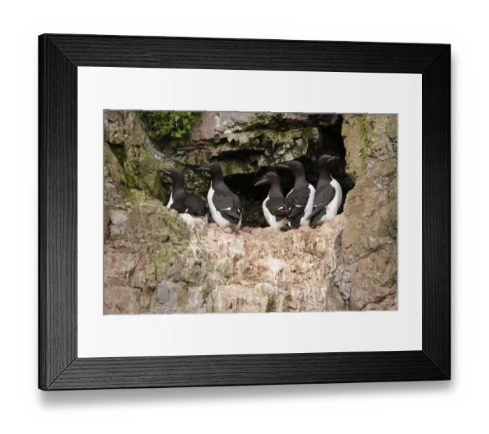 Framed Print : Brunnich's Guillemot (Uria lomvia) five adults, summer plumage, standing on ledge of nesting cliff, Bear Island, Svalbard, june