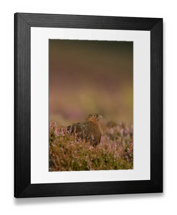 Framed Print : Red Grouse (Lagopus lagopus scoticus) adult, standing amongst flowering heather, Peak District, Derbyshire, England, august Framed Print : Red Grouse (Lagopus lagopus scoticus) adult, standing amongst flowering heather, Peak District, Derbyshire, England, august