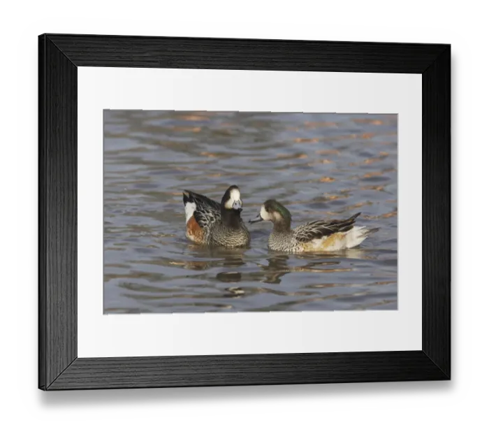 Framed Print : Chiloe Wigeon (Anas sibilatrix) adult pair, swimming, Slimbridge W. W. T. (captive) Framed Print : Chiloe Wigeon (Anas sibilatrix) adult pair, swimming, Slimbridge W. W. T. (captive)