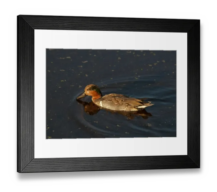 Framed Print : Green-winged Teal (Anas crecca carolinensis) adult male, swimming, Florida, U. S. A. november Framed Print : Green-winged Teal (Anas crecca carolinensis) adult male, swimming, Florida, U. S. A. november