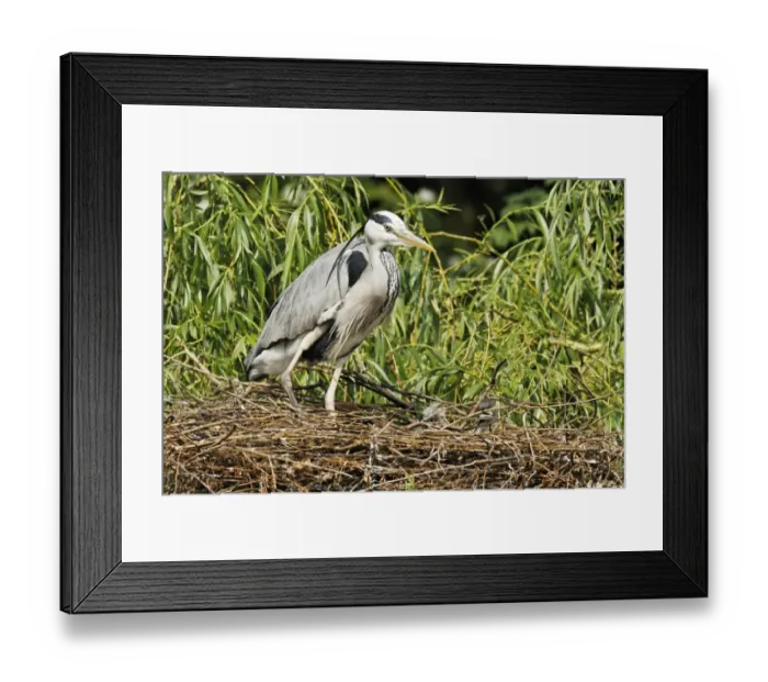 Framed Print : Grey Heron (Ardea cinerea) adult with chicks, at nest in tree, Midlands, England, april Framed Print : Grey Heron (Ardea cinerea) adult with chicks, at nest in tree, Midlands, England, april
