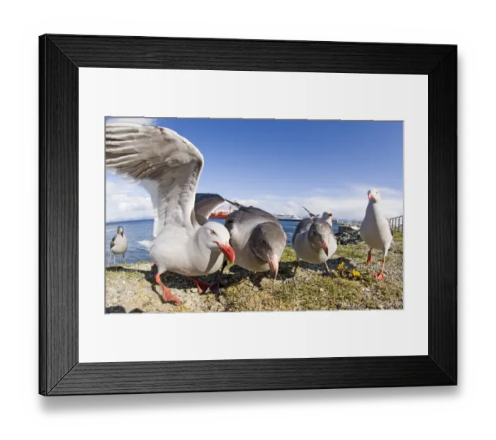 Framed Print : Dolphin Gull (Larus scoresbii) adults and immatures, flock on seafront, Ushuaia, Beagle Channel, Tierra del Fuego, Argentina, november