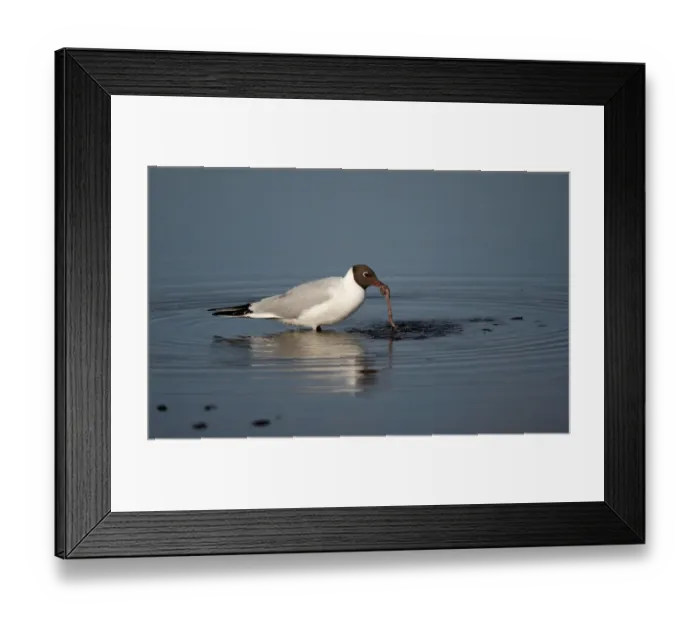 Framed Print : Black-headed Gull (Larus ridibundus) adult, summer plumage, feeding on worm in sea loch, Scotland, june