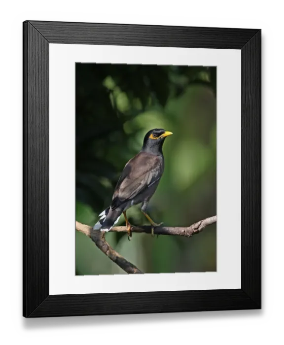 Framed Print : Common Mynah (Acridotheres tristis tristis) adult, perched on branch, Kaeng Krachan N. P. Thailand, november Framed Print : Common Mynah (Acridotheres tristis tristis) adult, perched on branch, Kaeng Krachan N. P. Thailand, november