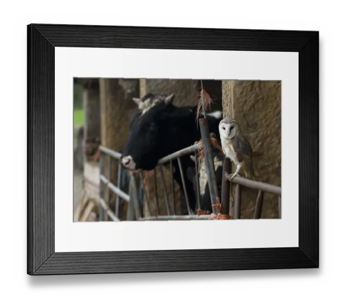 Framed Print : Barn Owl (Tyto alba) adult, perched on gate in old cattle barn, Sheffield, South Yorkshire, England, november (captive) Framed Print : Barn Owl (Tyto alba) adult, perched on gate in old cattle barn, Sheffield, South Yorkshire, England, november (captive)