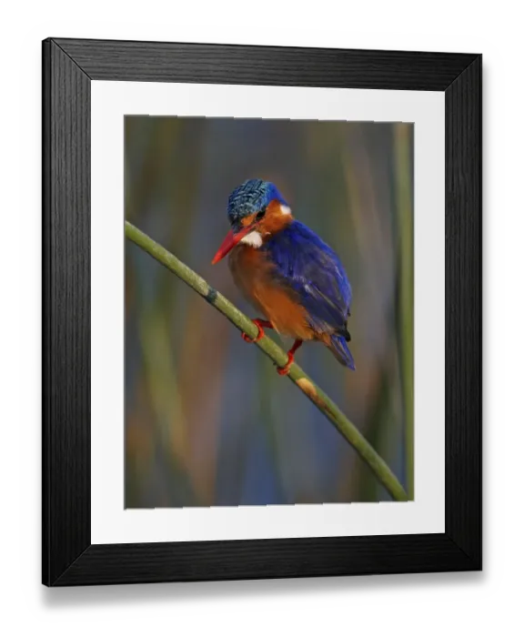 Framed Print : Malachite Kingfisher (Alcedo cristata) adult, perched on stem, Lake Awassa, Great Rift Valley, Ethiopia